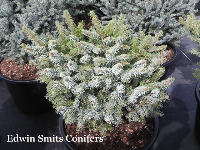 Picea sitchensis 'Saturnus'